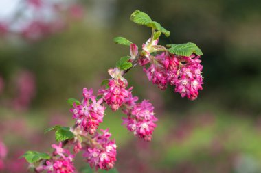 Kırmızı çiçekli bir frenk üzümünün çiçeğini kapat (ribes sanguineum)