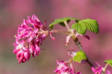 Kırmızı çiçekli bir frenk üzümünün çiçeğini kapat (ribes sanguineum)