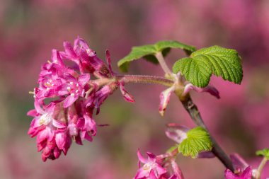 Kırmızı çiçekli bir frenk üzümünün çiçeğini kapat (ribes sanguineum)