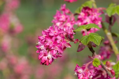 Kırmızı çiçekli bir frenk üzümünün çiçeğini kapat (ribes sanguineum)