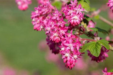 Kırmızı çiçekli bir frenk üzümünün çiçeğini kapat (ribes sanguineum)