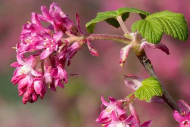 Kırmızı çiçekli bir frenk üzümünün çiçeğini kapat (ribes sanguineum)