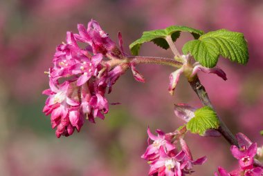 Kırmızı çiçekli bir frenk üzümünün çiçeğini kapat (ribes sanguineum)