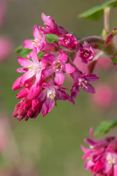 Kırmızı Çiçekli Bir Frenk Üzümünün Çiçeğini Kapat Ribes Sanguineum — Stok fotoğraf