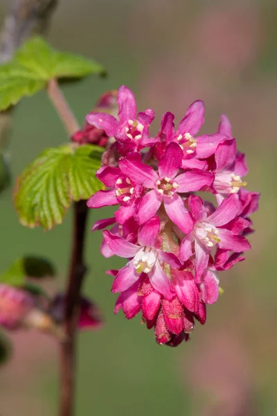 Gros Plan Fleurs Sur Arbuste Groseille Fleurs Rouges Ribes Sanguineum — Photo