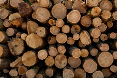 Ormandaki odun yığınını kapat.