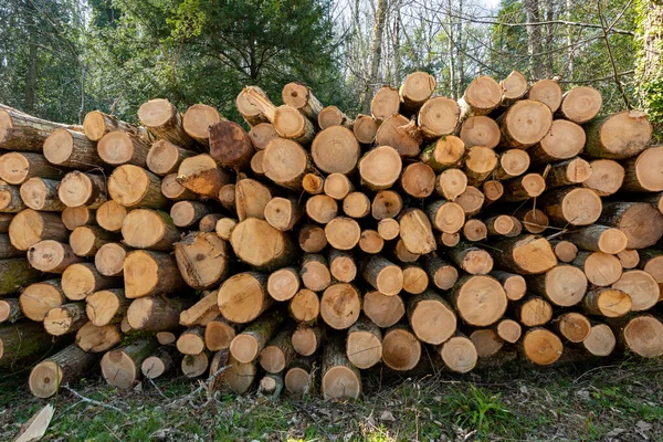 Close up of a pile of logs in a forest