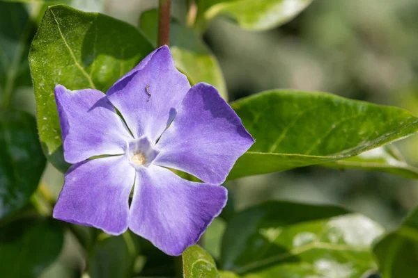 Закрыть Цветение Большой Перивинкль Vinca Major — стоковое фото