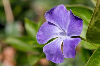 Daha büyük bir menekşe (vinca major) çiçeğinin çiçek açışını kapat