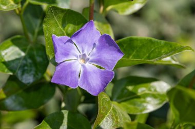 Daha büyük bir menekşe (vinca major) çiçeğinin çiçek açışını kapat