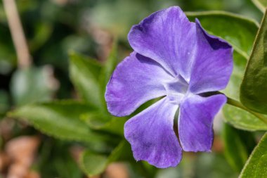 Daha büyük bir menekşe (vinca major) çiçeğinin çiçek açışını kapat