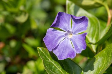 Daha büyük bir menekşe (vinca major) çiçeğinin çiçek açışını kapat