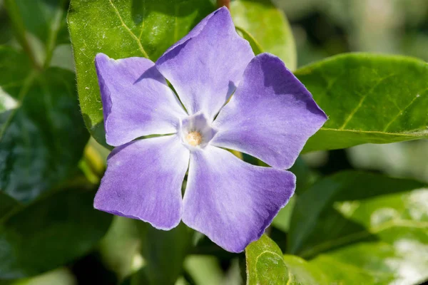 Närbild Större Periwinkle Vinca Major Blomma Blom — Stockfoto