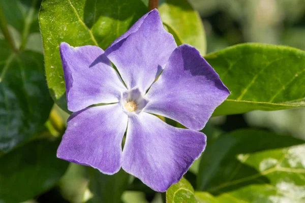 Nahaufnahme Einer Blühenden Blume Mit Großem Perlmutt Vinca Major — Stockfoto