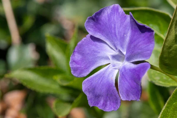 Närbild Större Periwinkle Vinca Major Blomma Blom — Stockfoto