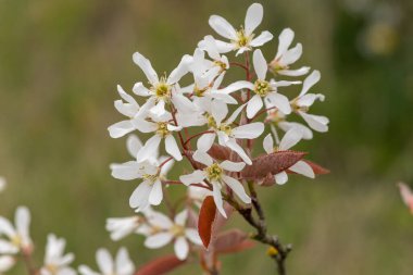 Çiçek açan yumuşak servis çileklerine (amelanchier laevis) yakın plan