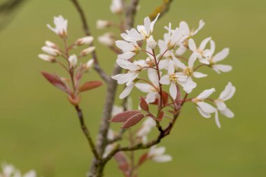 Çiçek açan yumuşak servis çileklerine (amelanchier laevis) yakın plan