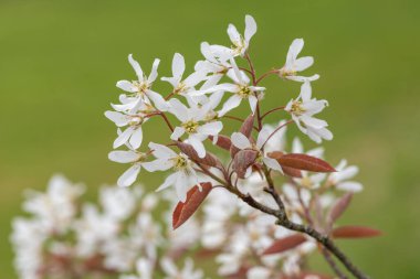 Çiçek açan yumuşak servis çileklerine (amelanchier laevis) yakın plan