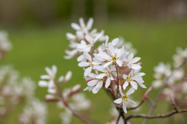 Çiçek açan yumuşak servis çileklerine (amelanchier laevis) yakın plan