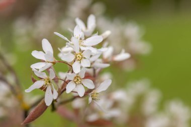 Çiçek açan yumuşak servis çileklerine (amelanchier laevis) yakın plan