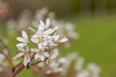 Çiçek açan yumuşak servis çileklerine (amelanchier laevis) yakın plan