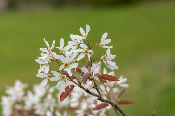 Close Flores Serviceberry Amelanchier Laevis Lisas Flor — Fotografia de Stock