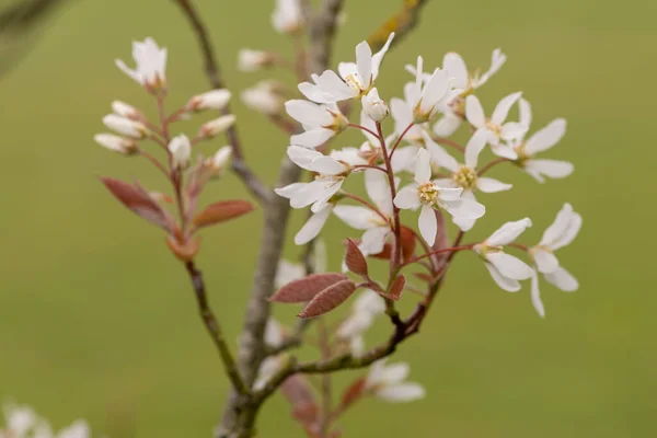 Close Flores Serviceberry Amelanchier Laevis Lisas Flor — Fotografia de Stock