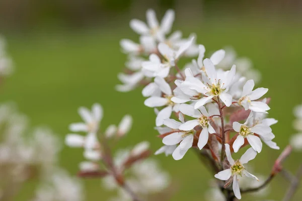 Gros Plan Fleurs Baies Service Amelanchier Laevis Fleurs — Photo