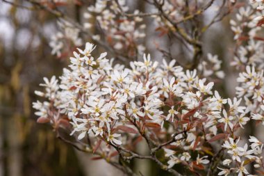 Çiçek açan yumuşak servis çileklerine (amelanchier laevis) yakın plan