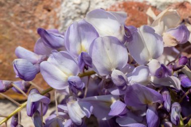Çiçek açan Japon salkımına (Wisteris floribbunda) yakın plan