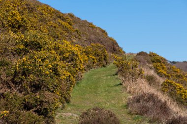 Exmoor Ulusal Parkı 'ndaki Hırsızlar Köprüsü' nde çalılarla kaplı bir tepenin üzerindeki patika manzarası
