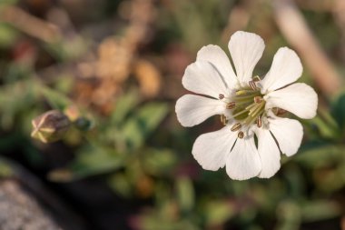 Çiçek açmış bir deniz karidesinin (silene uniflora) yakınında