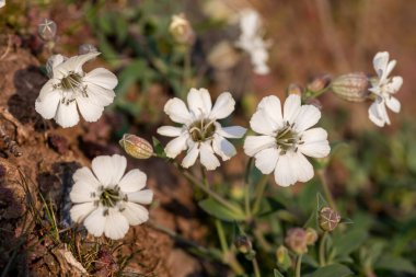 Çiçekler açtığında deniz kampüsüne (silen uniflora) yakın dur
