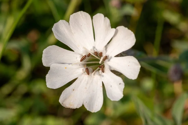 Gros Plan Une Fleur Campion Mer Silene Uniflora Fleurs — Photo