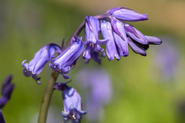 Yaygın bir BlueBell 'in (hyacinthoides non scripta) çiçek açışını kapat