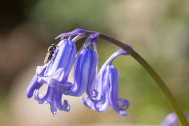 Yaygın bir BlueBell 'in (hyacinthoides non scripta) çiçek açışını kapat
