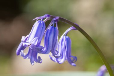 Yaygın bir BlueBell 'in (hyacinthoides non scripta) çiçek açışını kapat