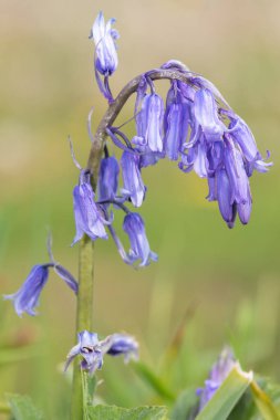 Çiçek açan bir çan çiçeğini kapat (hyacinthoides non scripta)
