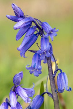 Yaygın bir BlueBell 'in (hyacinthoides non scripta) çiçek açışını kapat