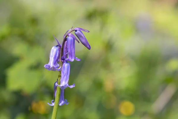 stock image Close up of a common bluebell (hyacinthoides non scripta) flower in bloom