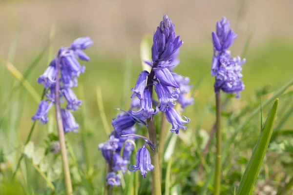 Gros Plan Une Fleur Commune Cloche Bleue Hyacinthoides Non Scripta — Photo