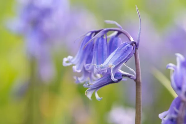 Close Uma Flor Comum Bluebell Hyacinthoides Non Scripta Flor — Fotografia de Stock