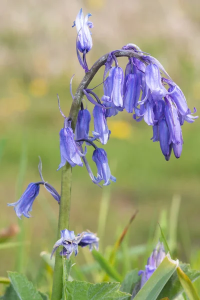 Close Bluebell Hyacinthoides Non Scripta Flor Flor — Fotografia de Stock