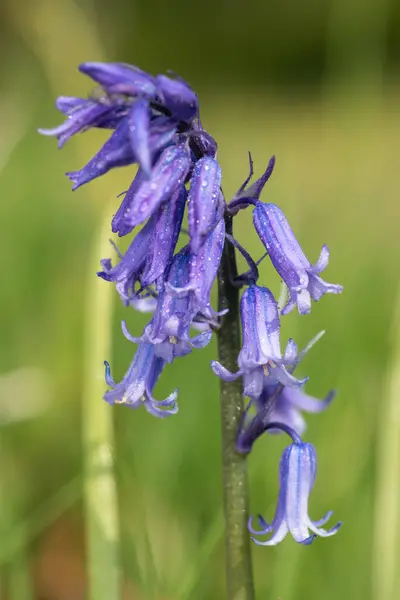 Close Uma Flor Comum Bluebell Hyacinthoides Non Scripta Flor — Fotografia de Stock