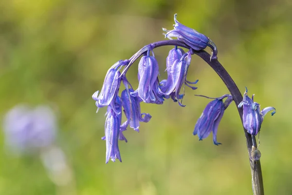 Yaygın Bir Bluebell Hyacinthoides Non Scripta Çiçek Açışını Kapat — Stok fotoğraf