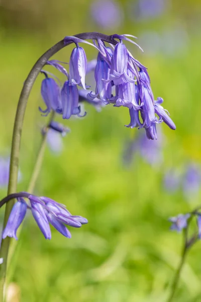 Gros Plan Une Fleur Commune Cloche Bleue Hyacinthoides Non Scripta — Photo