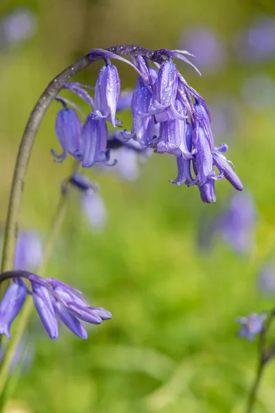 Close Common Bluebell Hyacinthoides Non Scripta Flower Bloom — Stock Photo, Image