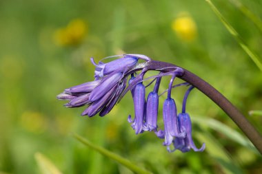 Yaygın bir BlueBell 'in (hyacinthoides non scripta) çiçek açışını kapat