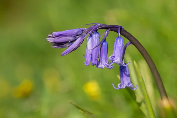 Yaygın Bir Bluebell Hyacinthoides Non Scripta Çiçek Açışını Kapat — Stok fotoğraf