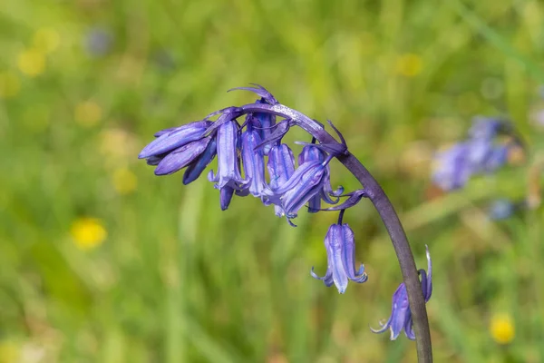 Close Uma Flor Comum Bluebell Hyacinthoides Non Scripta Flor — Fotografia de Stock